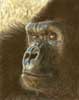Zen Ape