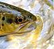 Orvis09