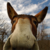 The Mad Mule
