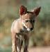 LoneYote