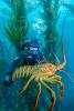 scubabugdiver