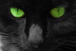 BlackCatRacing#13