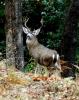 Blacktail Hunter