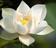 White Lotus