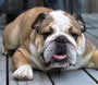 .bulldog