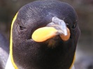 Patagonicus