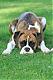Boxer
