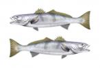 Grayghost13