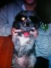 poodle_misty