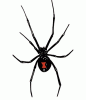 spider44