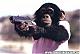 ManChimp