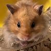Hamsterman