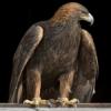 puzzledeagle