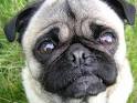 Thepug99