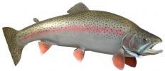Trout_fear_me