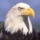 USA-PATRIOT