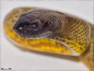 InlandTaipan