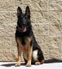 MWD_Kelly_A187