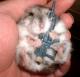 HamsterBalls