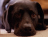 blakdawg
