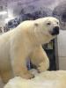 avbear63