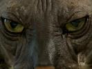 El Gato