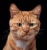 catian315