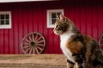 barncat