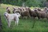 Sheepdog1968