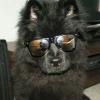 Malladawg