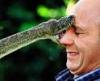 rattlesnake