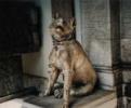 fawndog