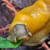 Banana Slug