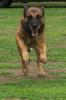 k9noid