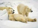 huggybear