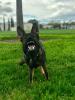K9paulc