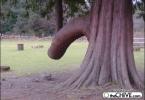 eclowntree