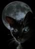 blackcat