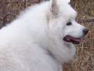 ThortheDog