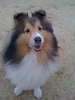 sheltiefan