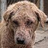 Dogmeat