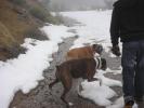 BoxerDogs