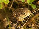 the_natterjack