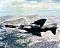 wild_weasel