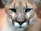 MountainLion
