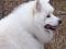 ThortheDog